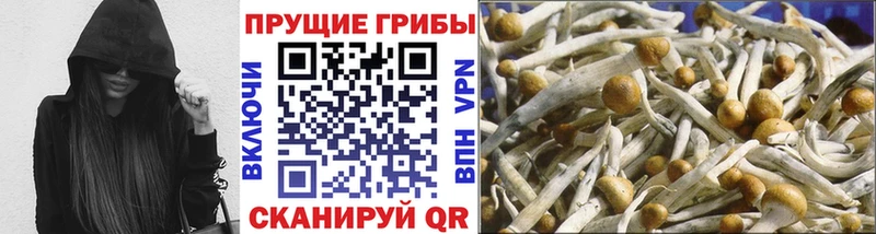 Псилоцибиновые грибы MAGIC MUSHROOMS  наркотики  даркнет какой сайт  Купино 